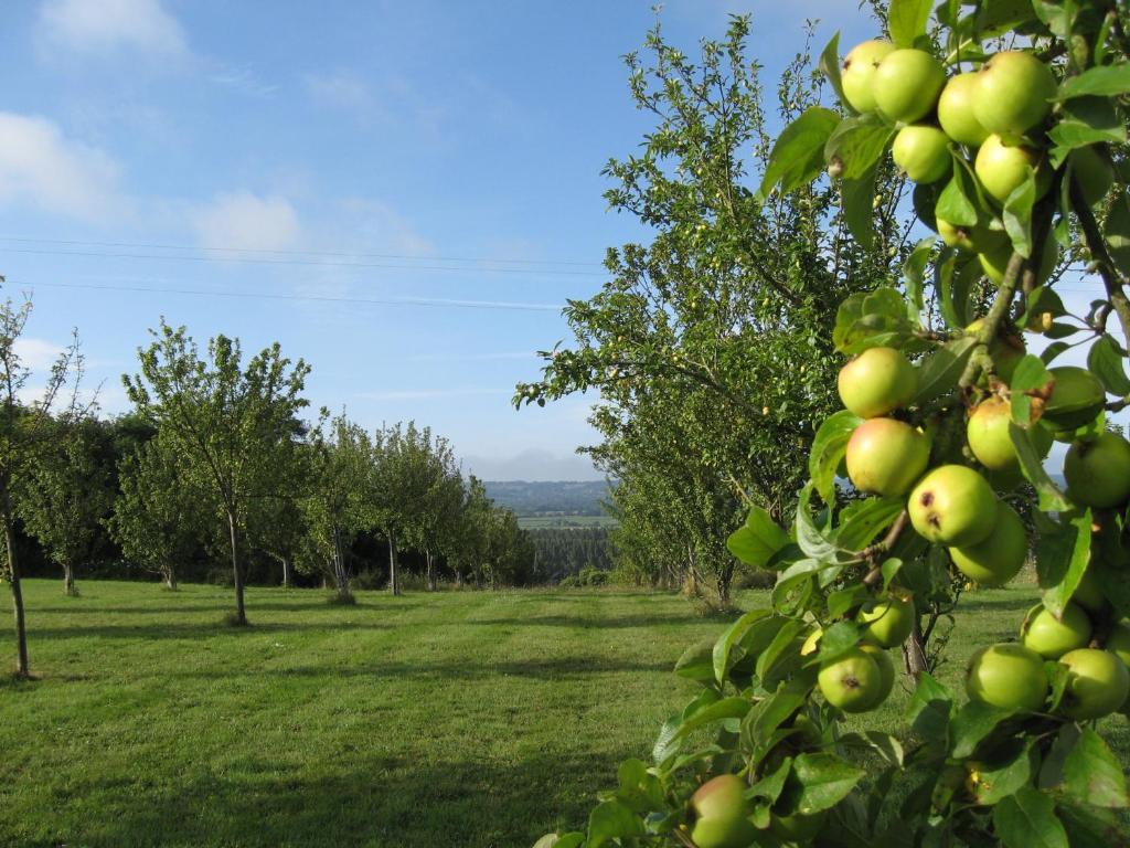 Le Mont D'Auge Bed and Breakfast Canapville  Εξωτερικό φωτογραφία