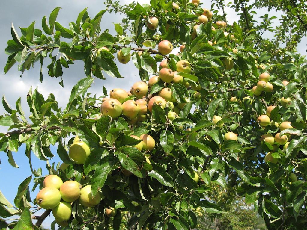Le Mont D'Auge Bed and Breakfast Canapville  Εξωτερικό φωτογραφία